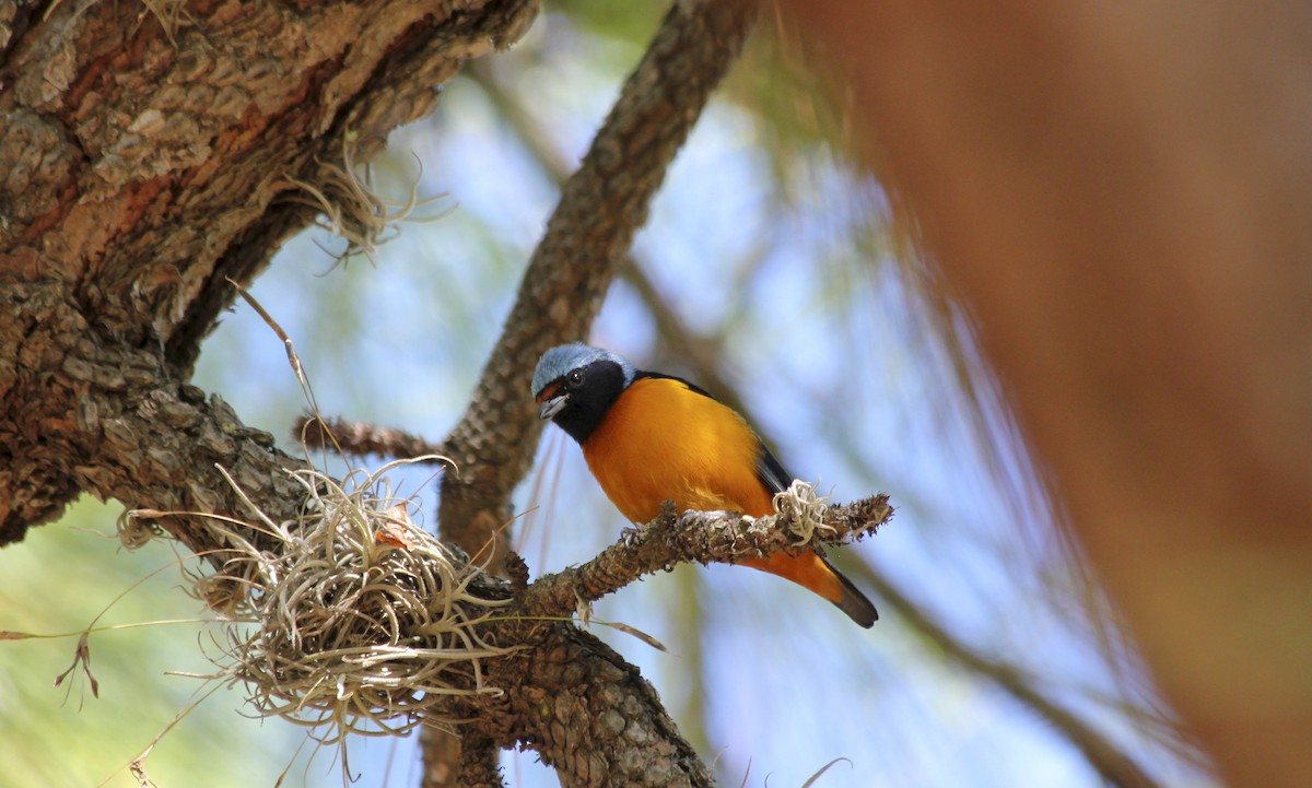 Elegant Euphonia - ML36206111