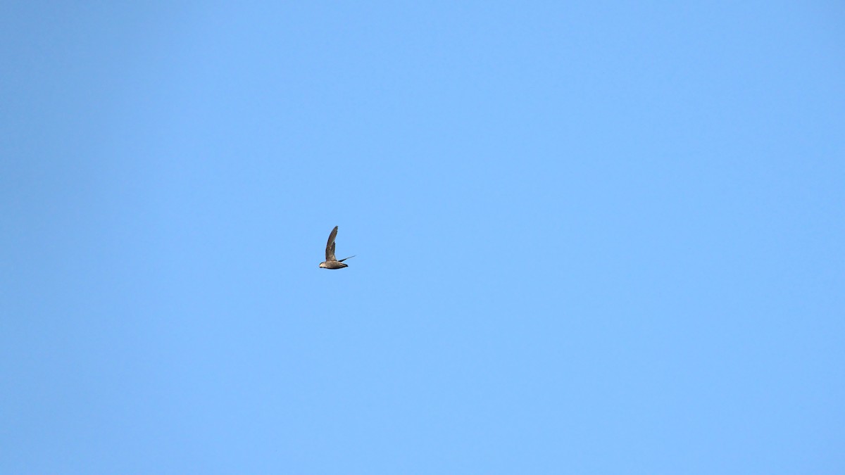 Chimney Swift - ML362063311