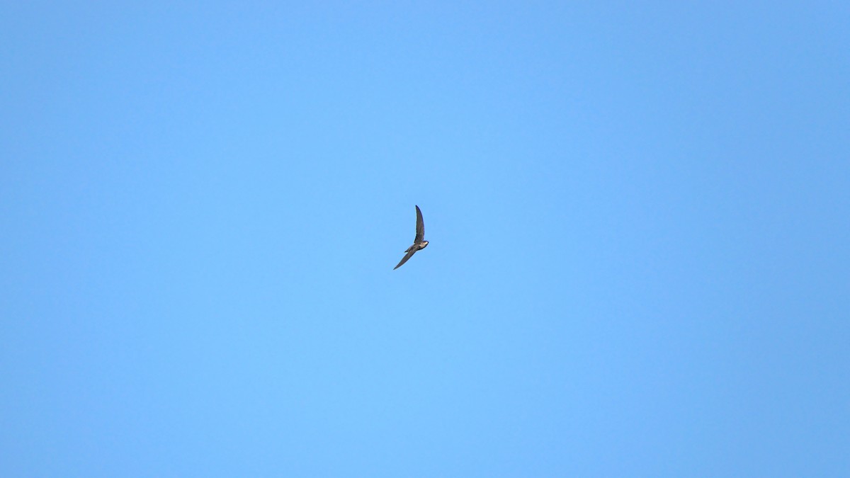Chimney Swift - ML362063331