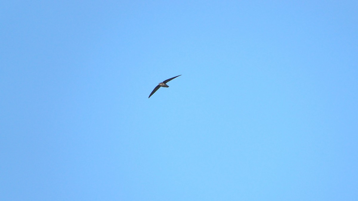 Chimney Swift - ML362063341
