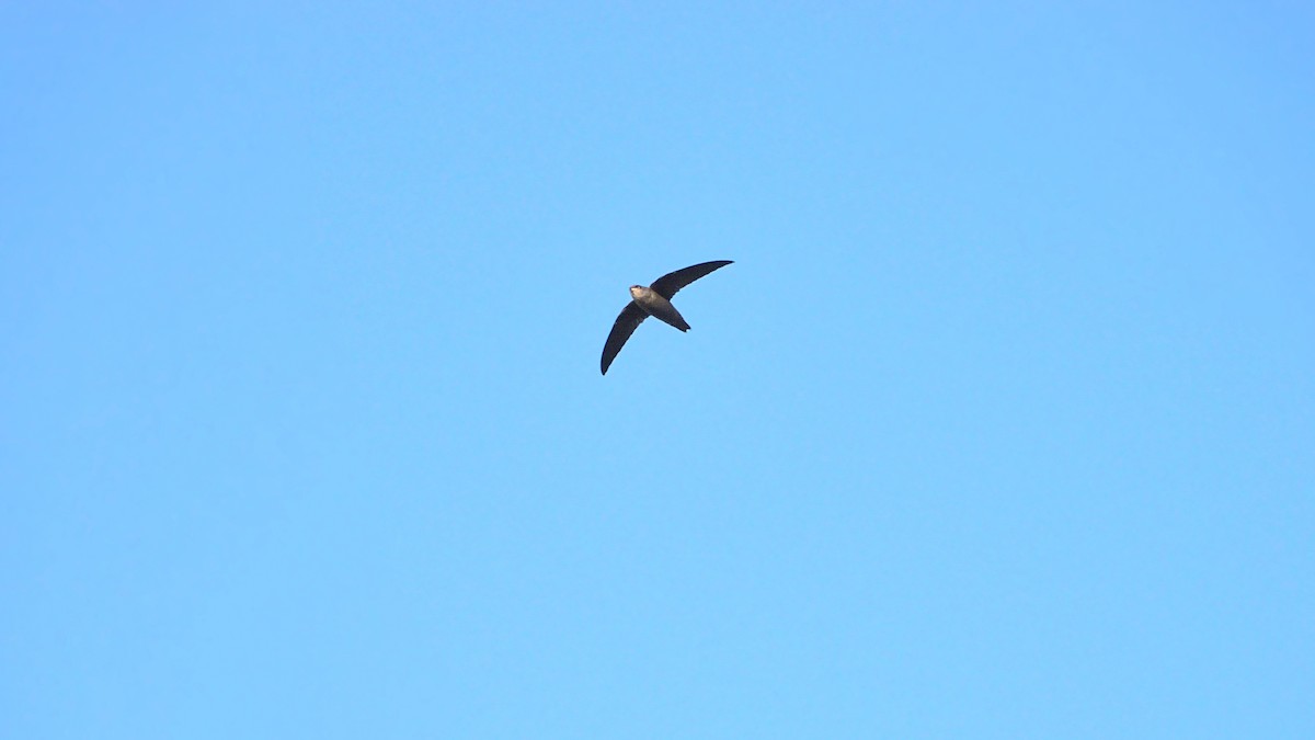Chimney Swift - ML362063361