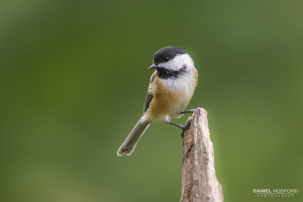 Black-capped Chickadee - ML36206341