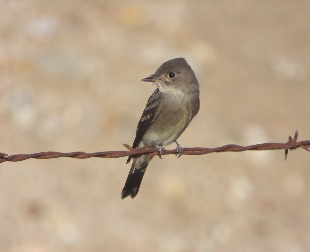 Western Wood-Pewee - ML362063461