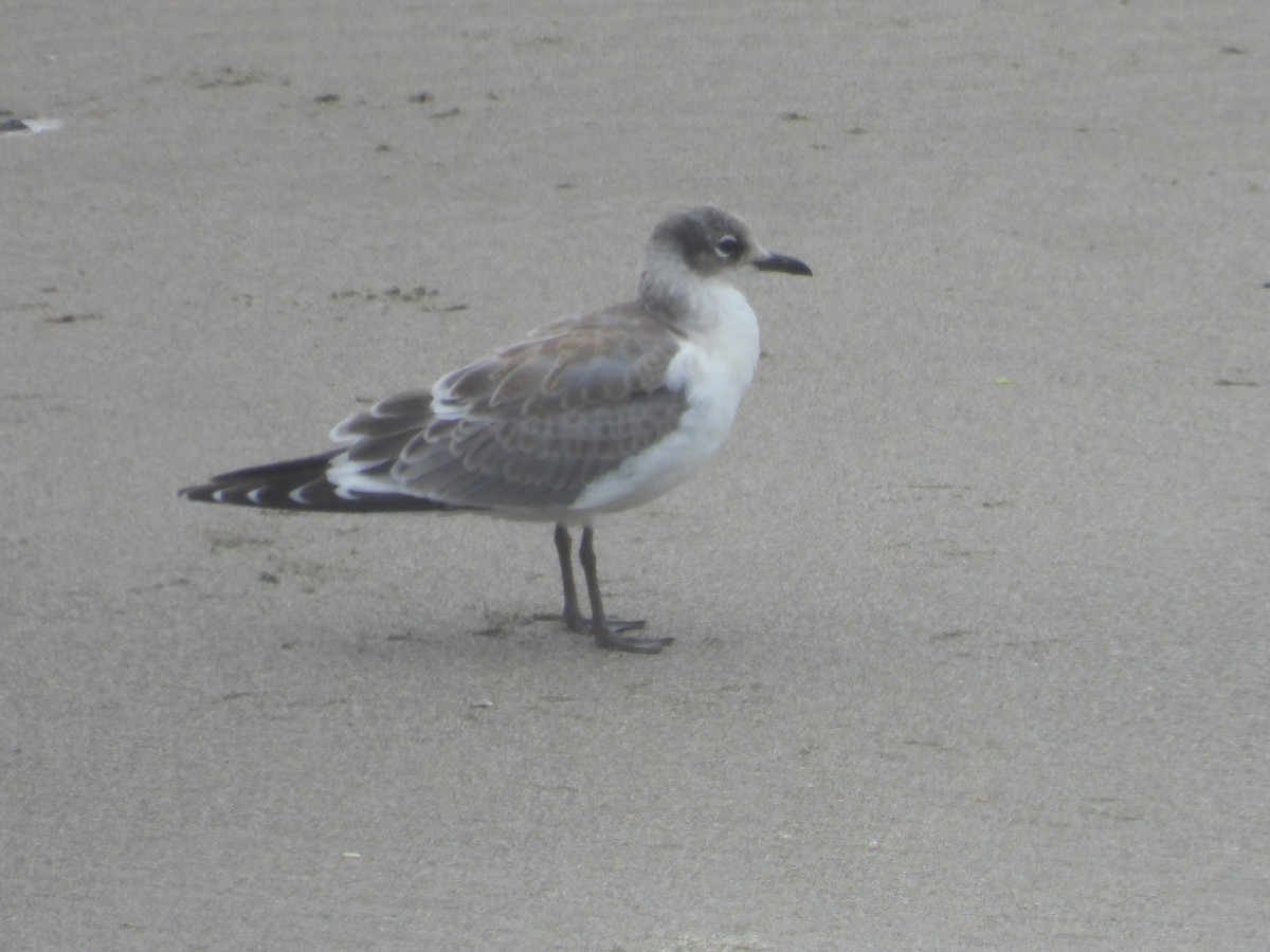 Franklin's Gull - ML362064491