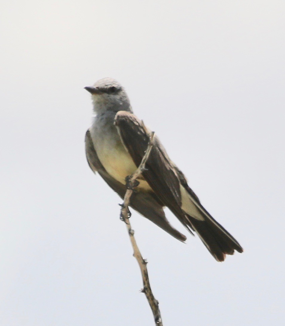 Western Kingbird - ML362065551