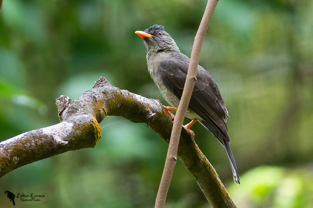 Seychelles Bulbul - ML362065981