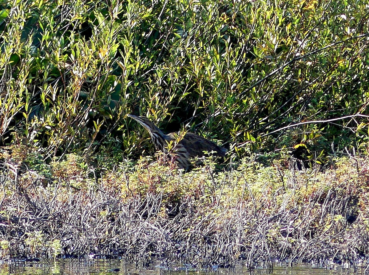 American Bittern - ML362067351