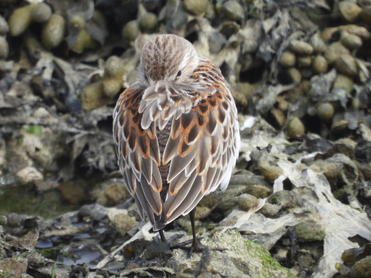 Western Sandpiper - ML362067411