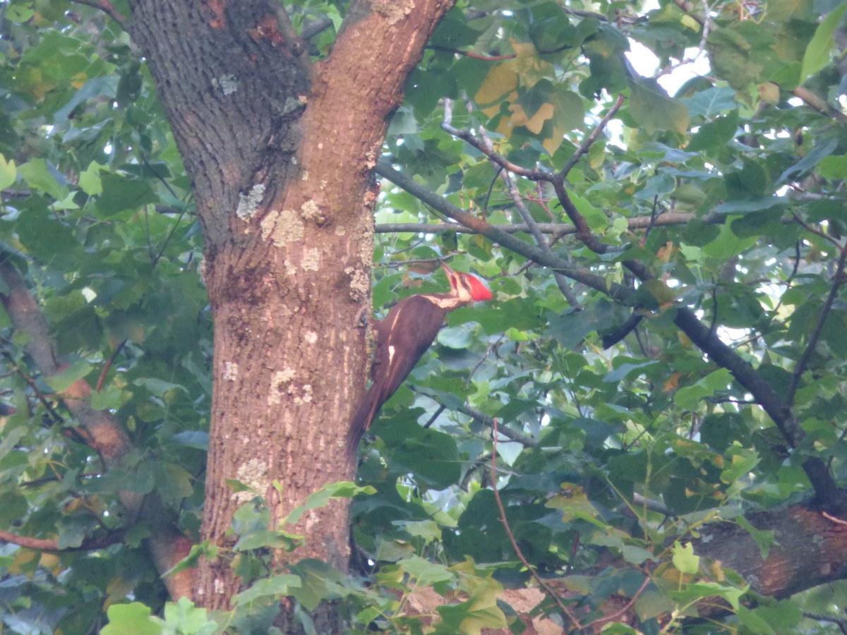 Pileated Woodpecker - ML362067731