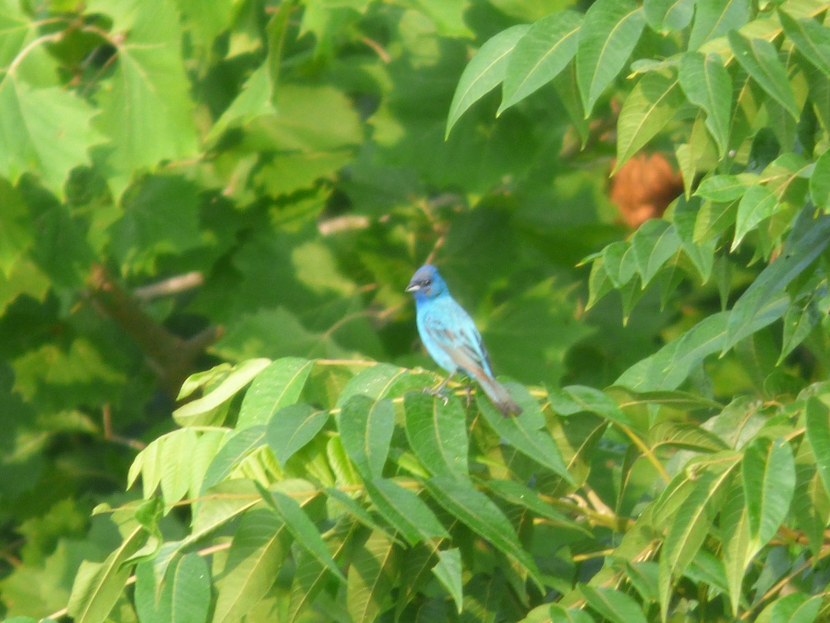 Indigo Bunting - ML362067981