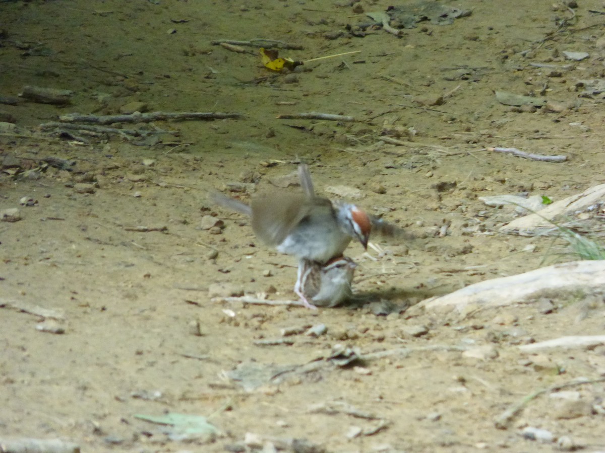 Chipping Sparrow - ML362068251