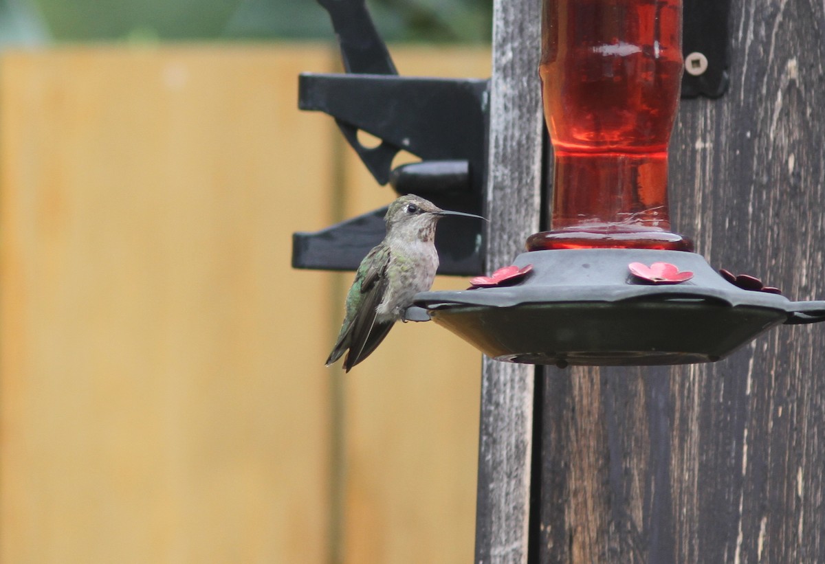Anna's Hummingbird - ML362069241