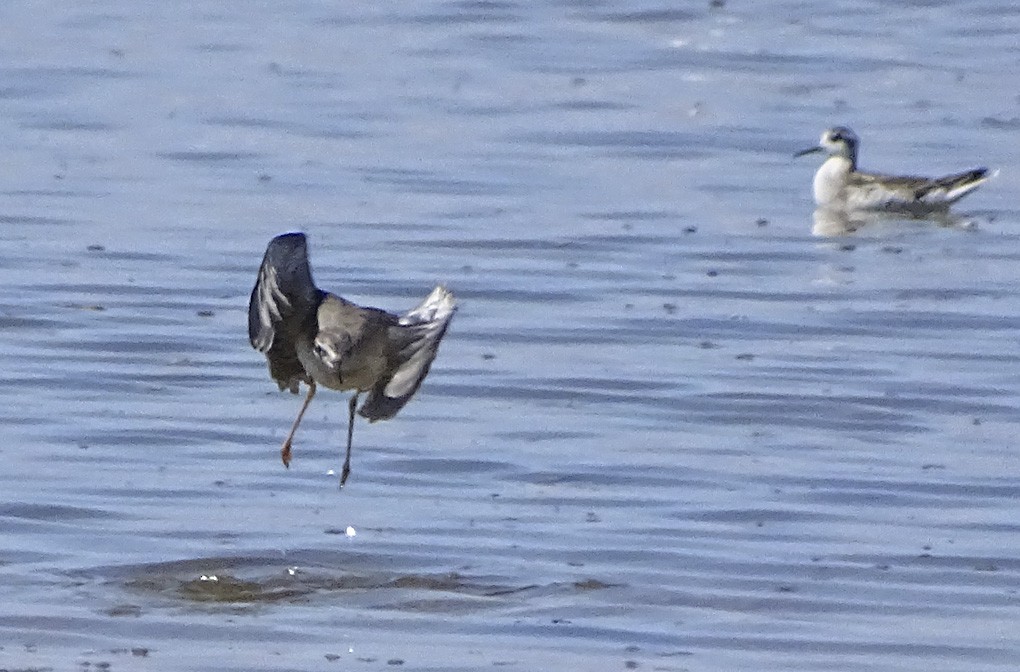 Lesser Yellowlegs - ML36207151