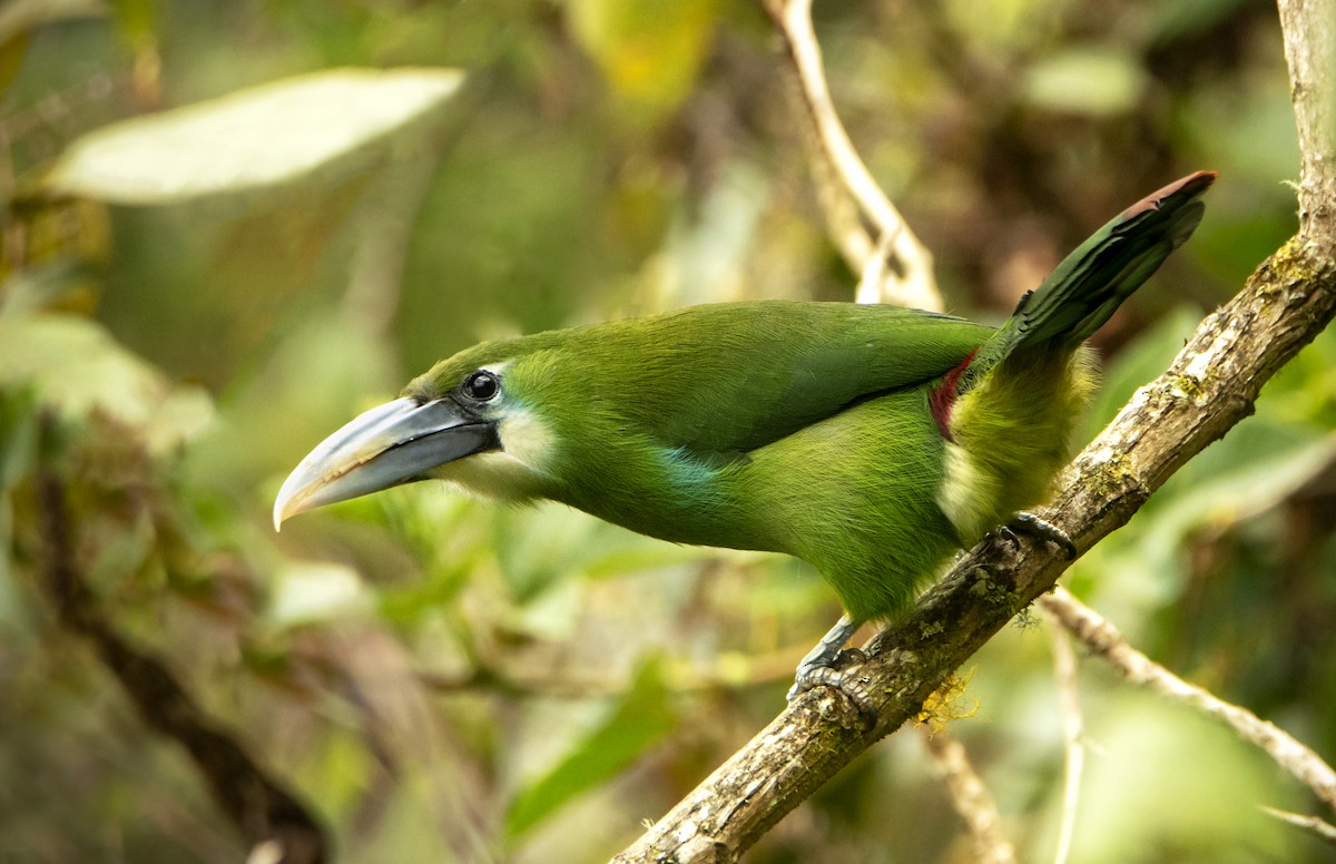 Blue-banded Toucanet - ML362071531