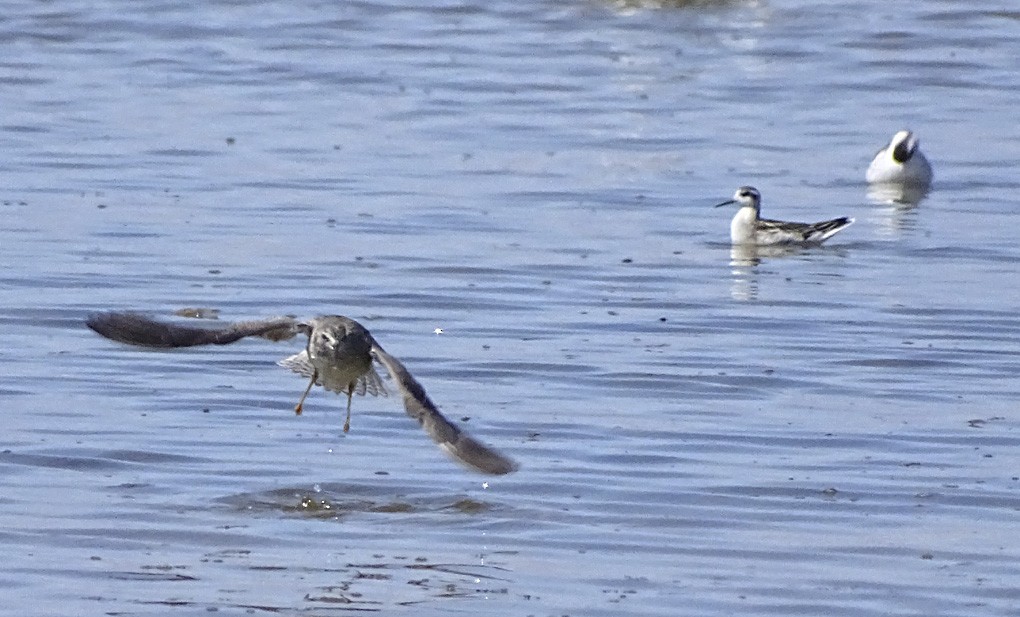 Lesser Yellowlegs - ML36207161