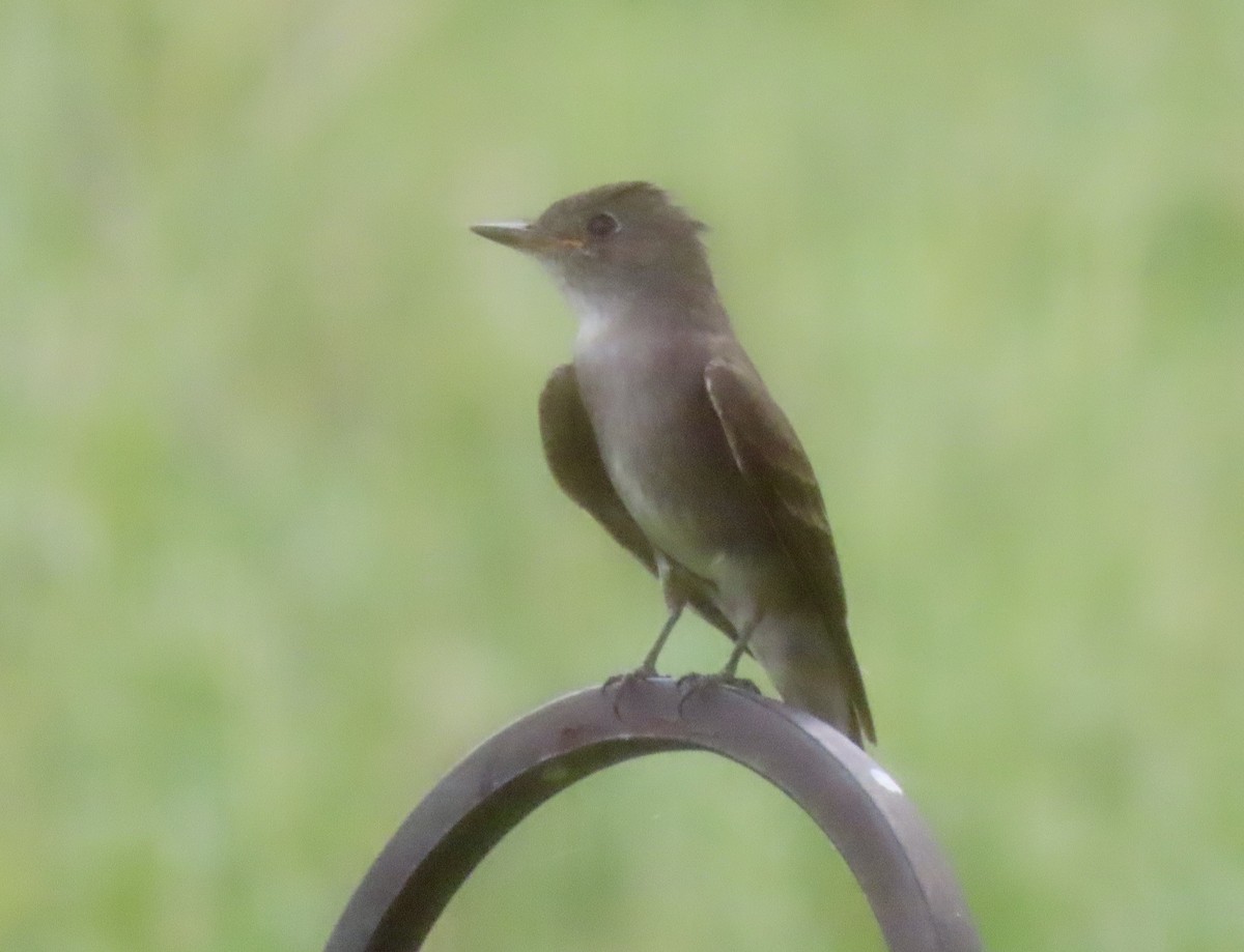 Western Wood-Pewee - ML362075061