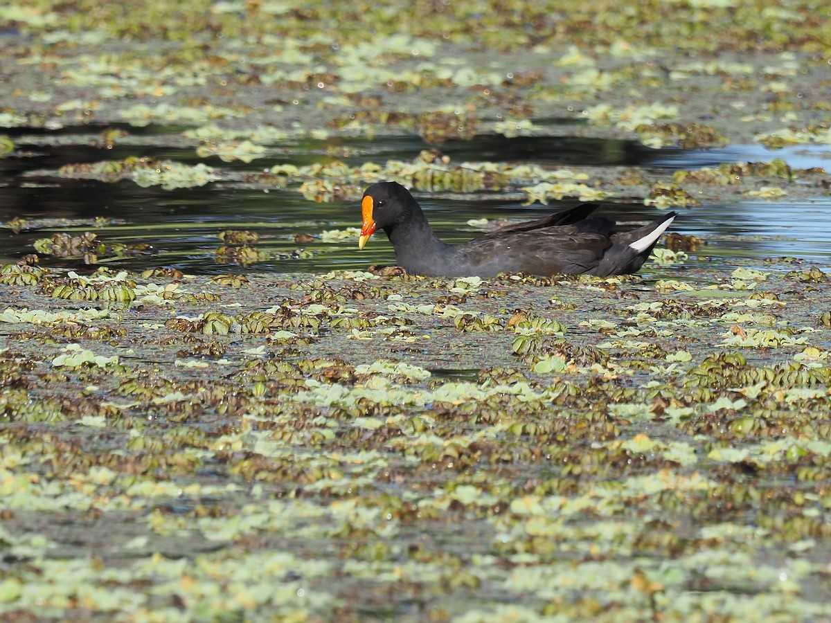 Dusky Moorhen - Len and Chris Ezzy