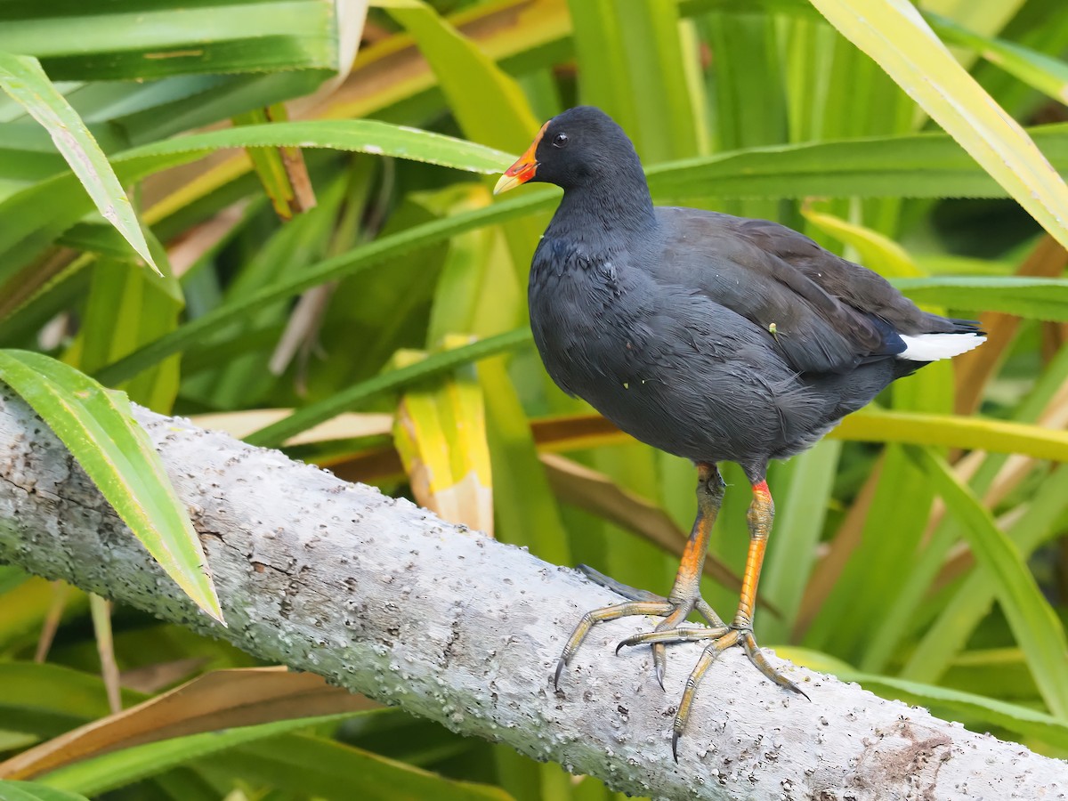 Dusky Moorhen - ML362079751