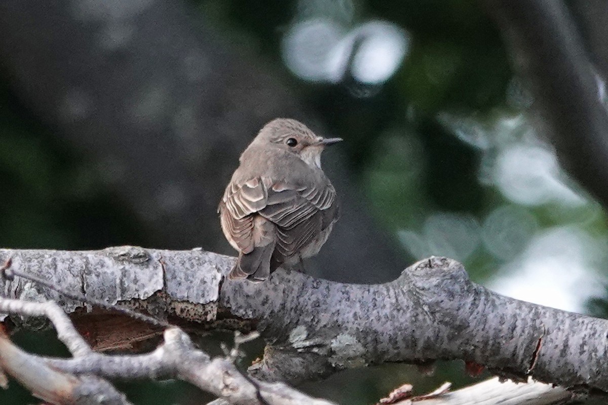 Spotted Flycatcher - ML362080031