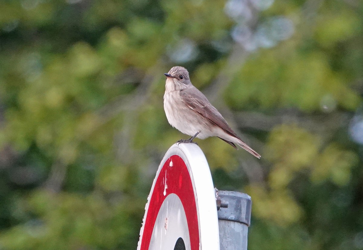 Spotted Flycatcher - ML362080041