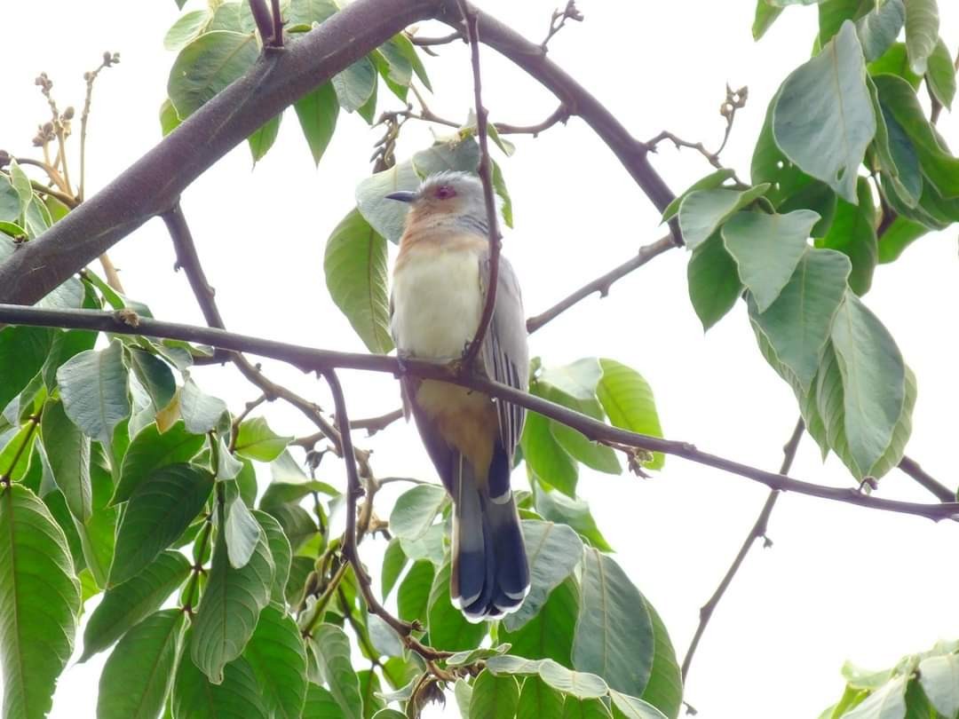 Dwarf Cuckoo - ML362080071