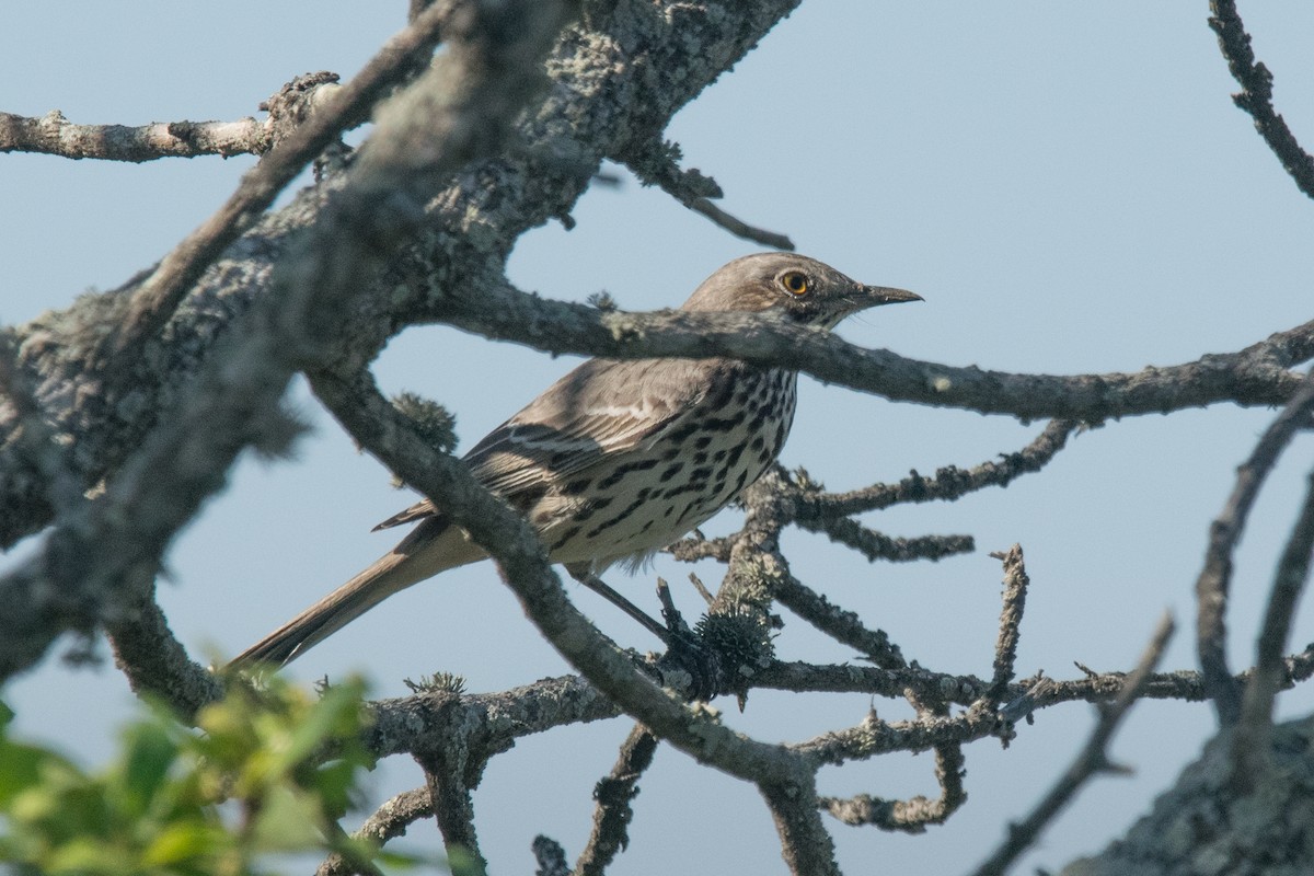 Sage Thrasher - Nancy Christensen