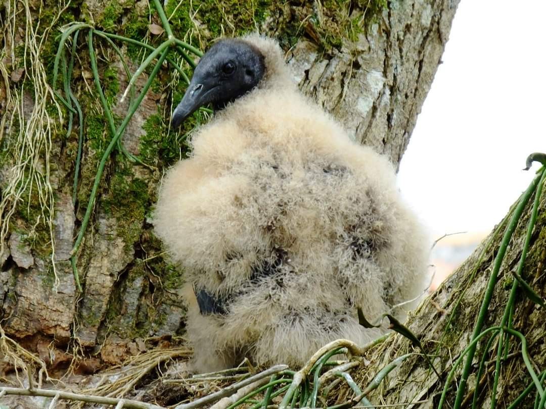 Black Vulture - ML362080231