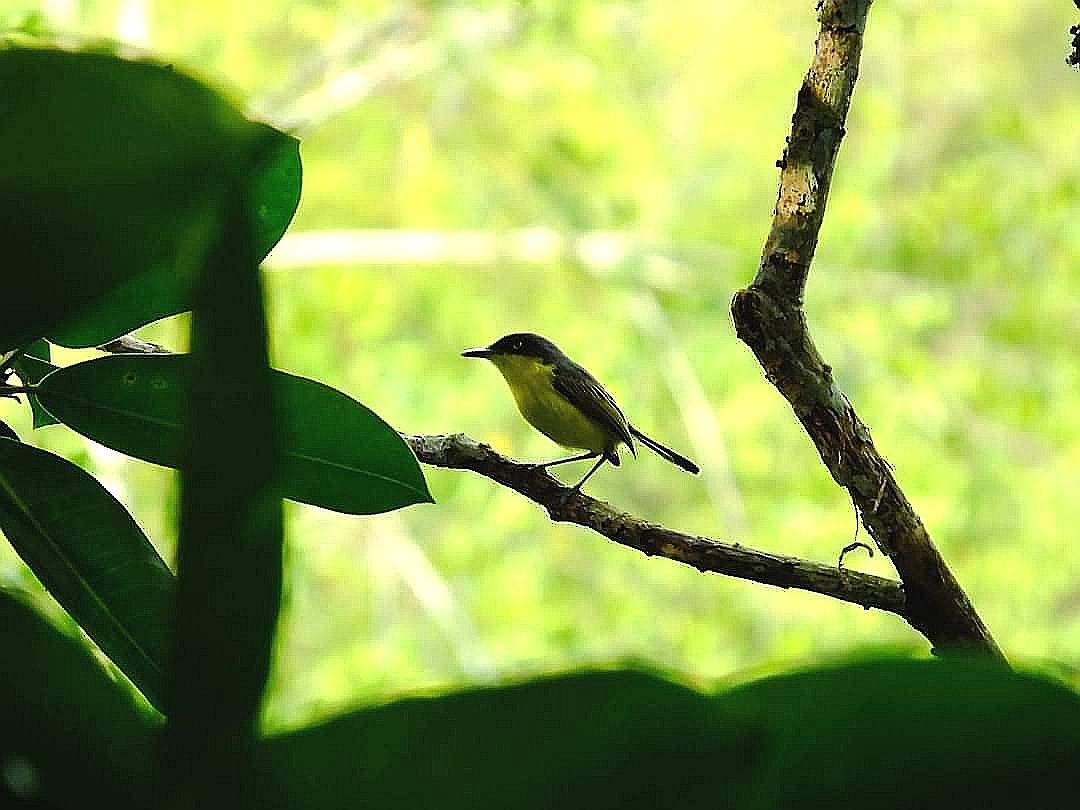 Common Tody-Flycatcher - ML362080571