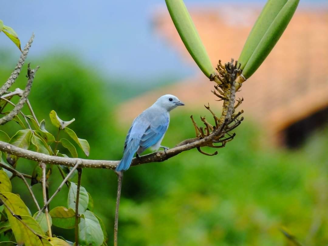 Blue-gray Tanager - ML362080681