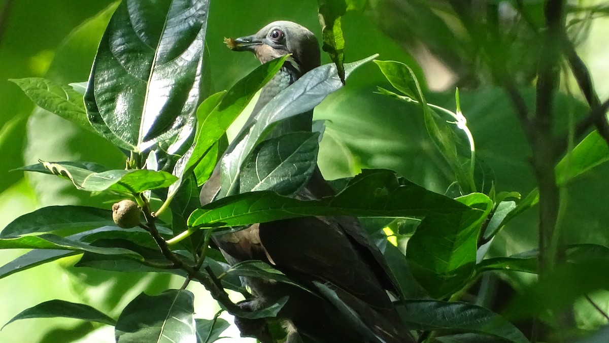 Пінон лусонський - ML362081921