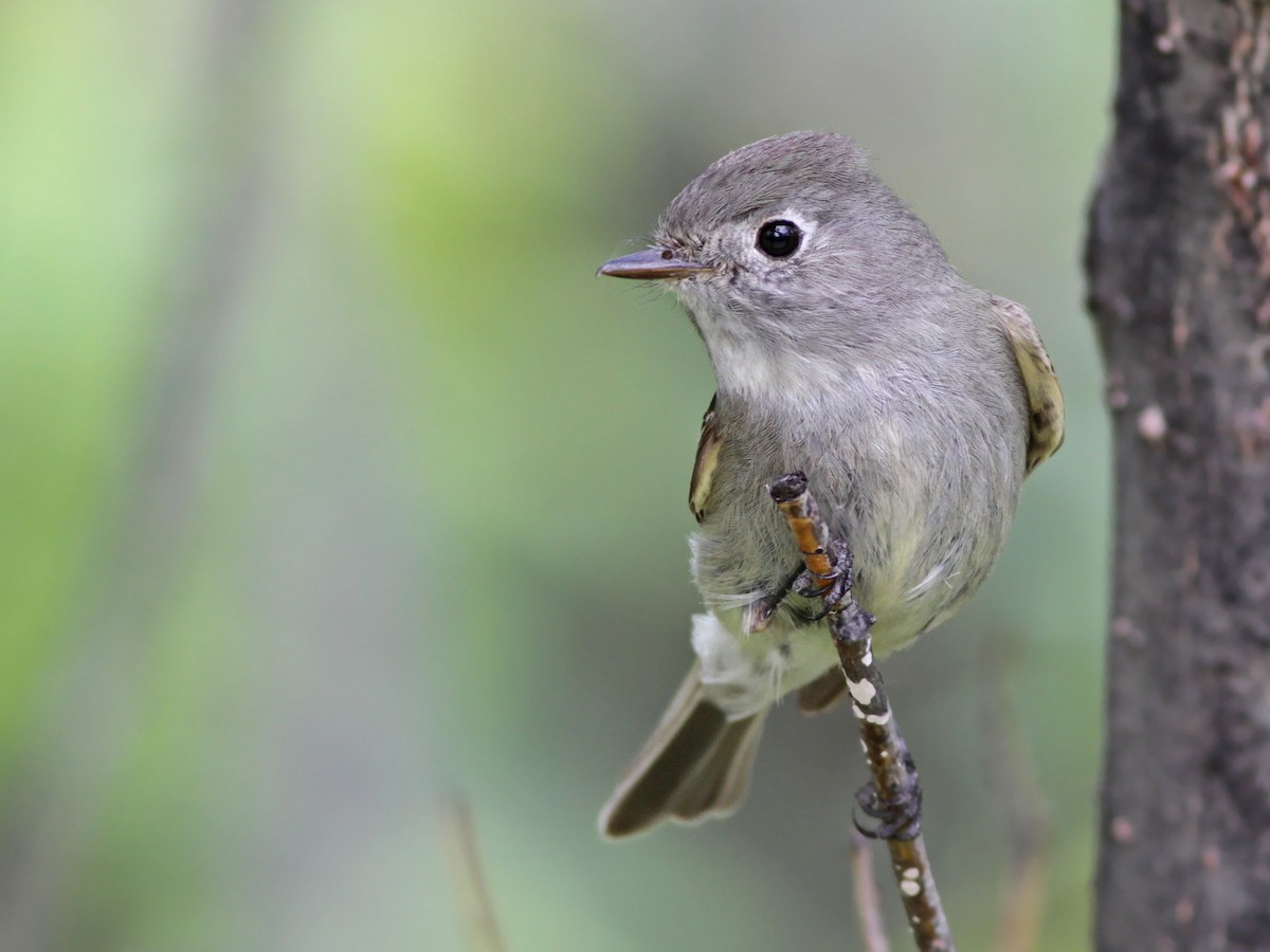 Hammond's Flycatcher