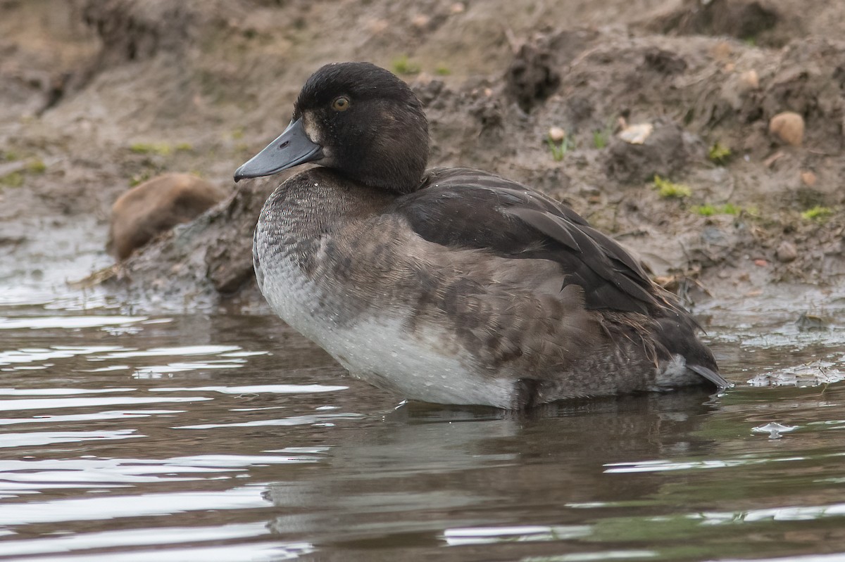 Tufted Duck - Daniel Field