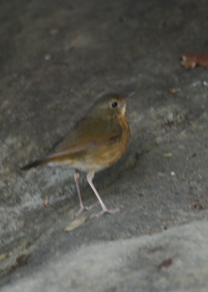 Indian Blue Robin - ML362082721