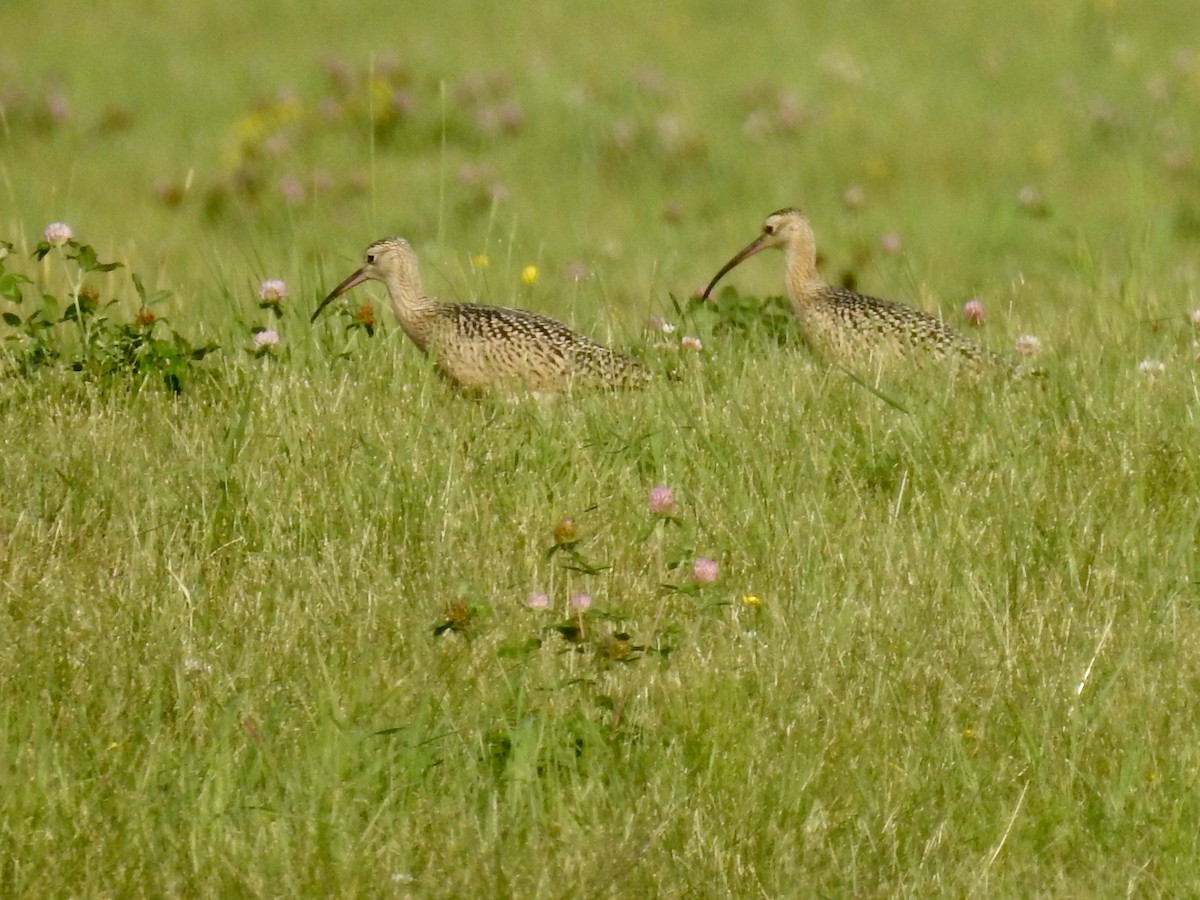 Long-billed Curlew - ML362084301