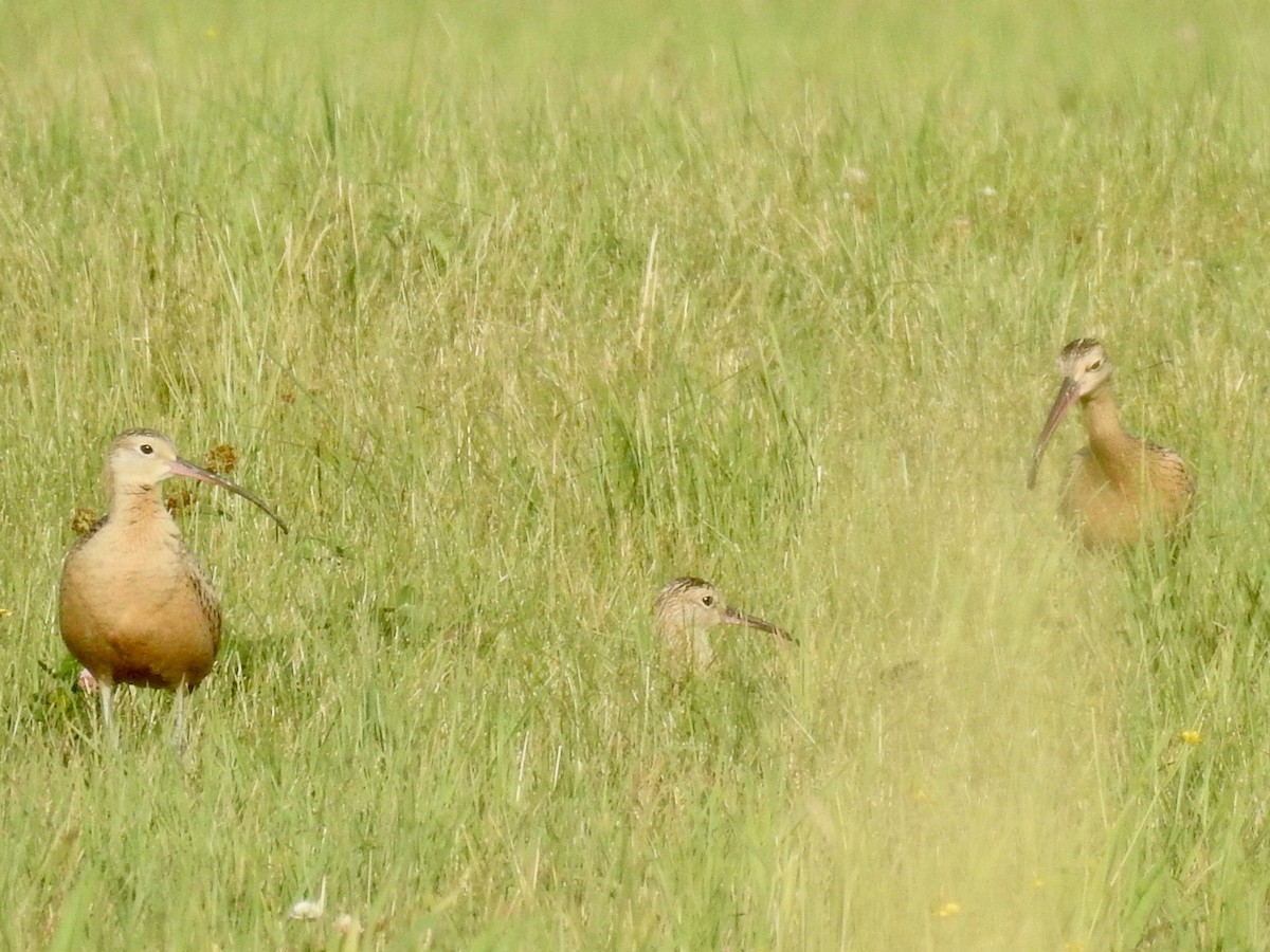 Long-billed Curlew - ML362084351