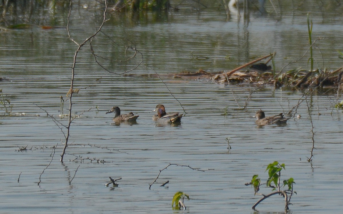 Green-winged Teal - ML362084471