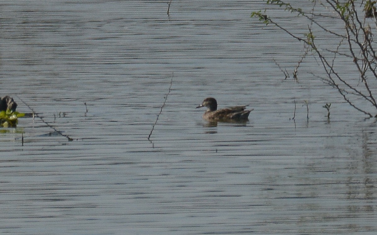 Green-winged Teal - ML362084501