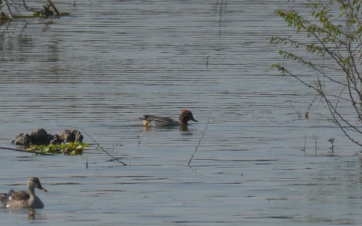 Green-winged Teal - ML362084511