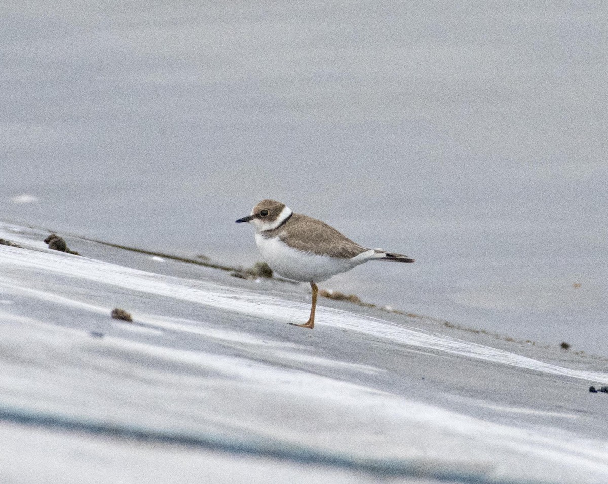 Little Ringed Plover - ML362086691