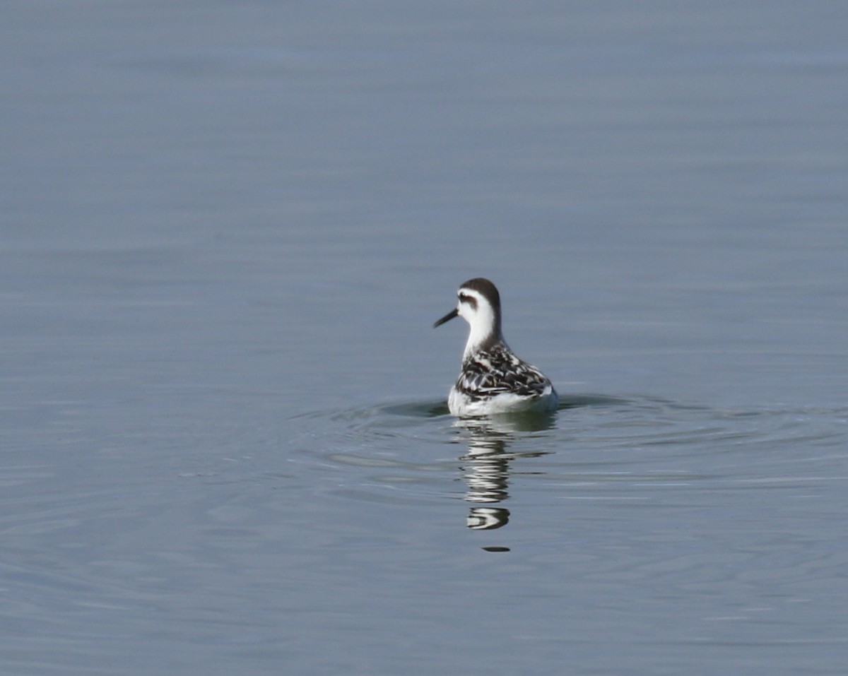 Phalarope à bec étroit - ML36208741