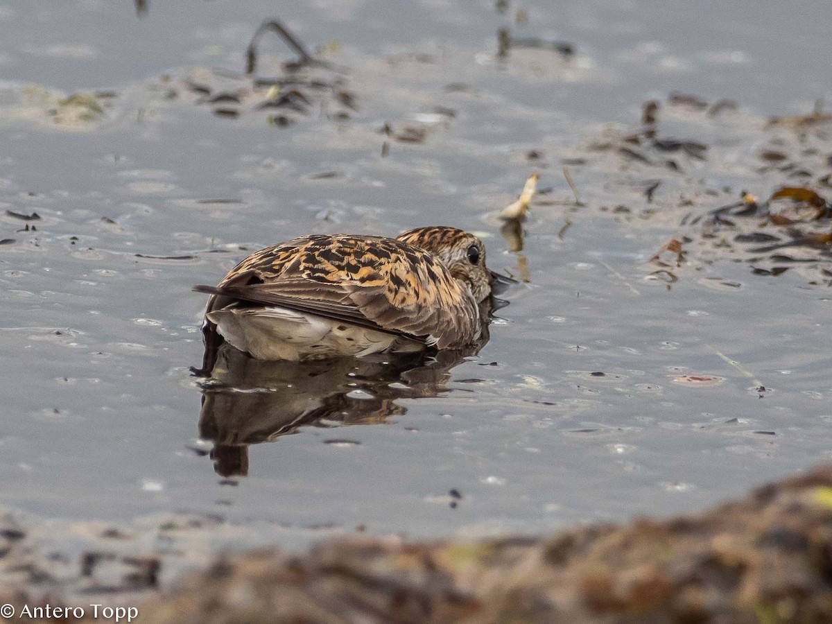 Dunlin - Antero Topp