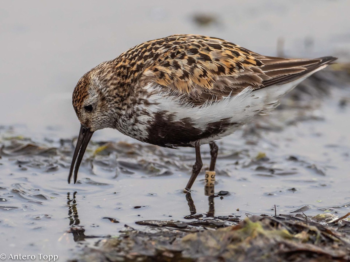 Dunlin - ML362087431