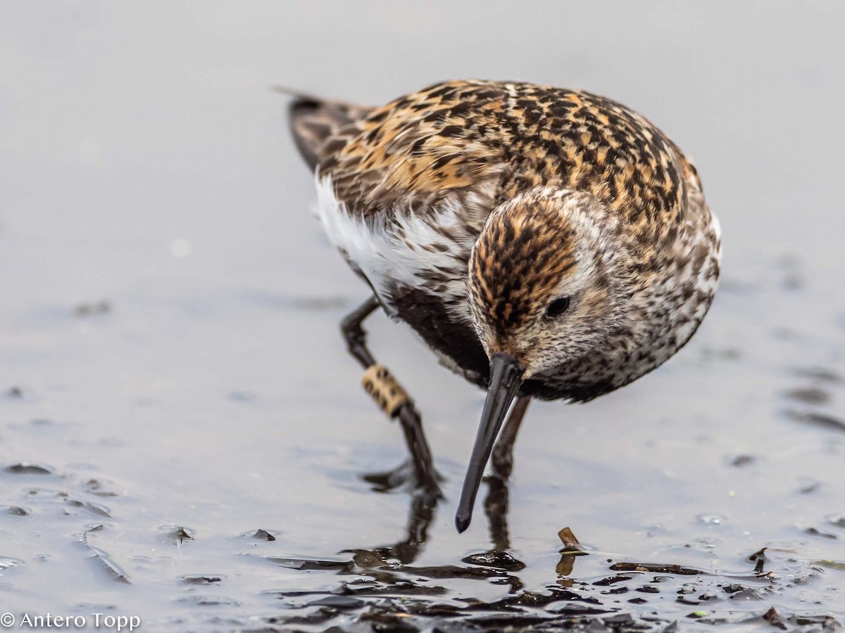 Dunlin - ML362087451