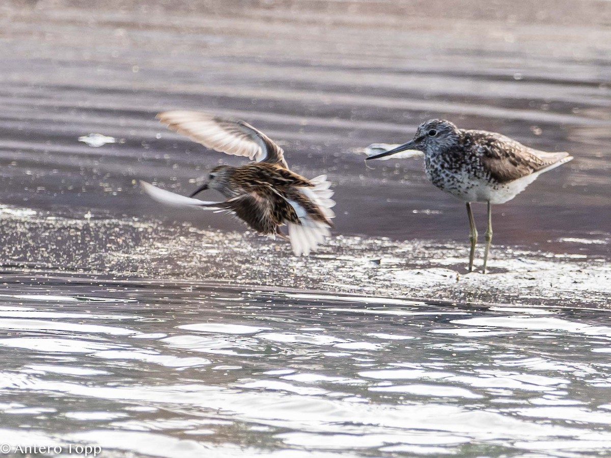 Common Greenshank - ML362087481