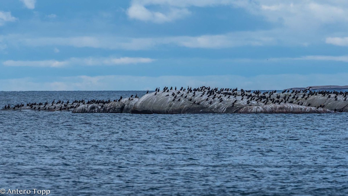 Cormorán Grande - ML362087511