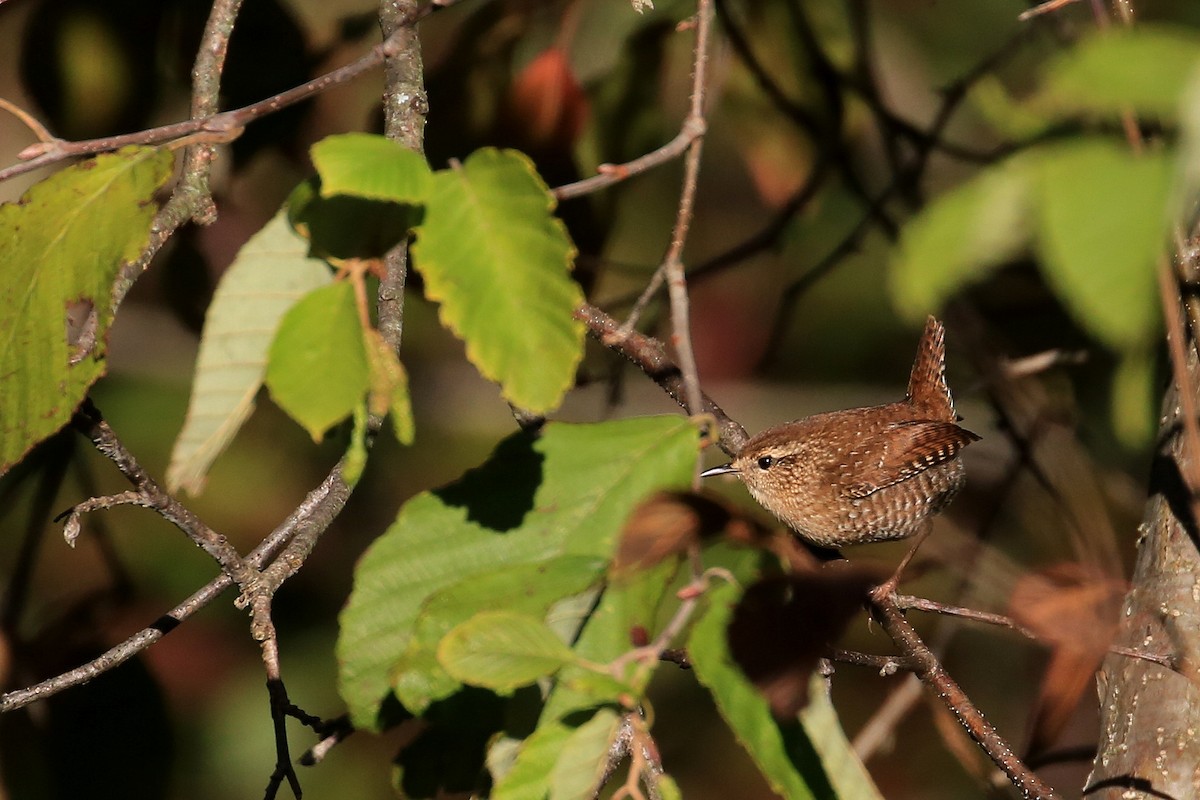 Winter Wren - Tim Lenz