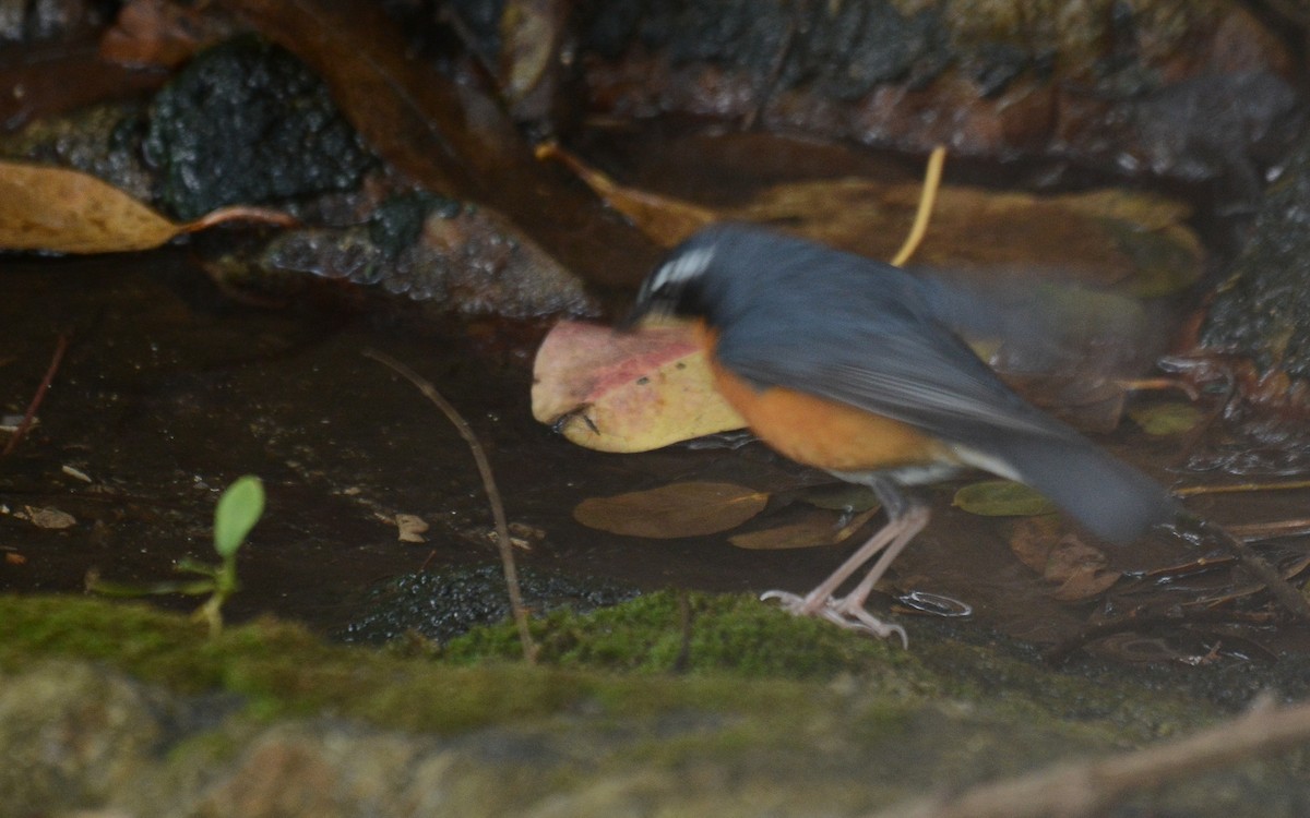 Indian Blue Robin - Gaja mohanraj