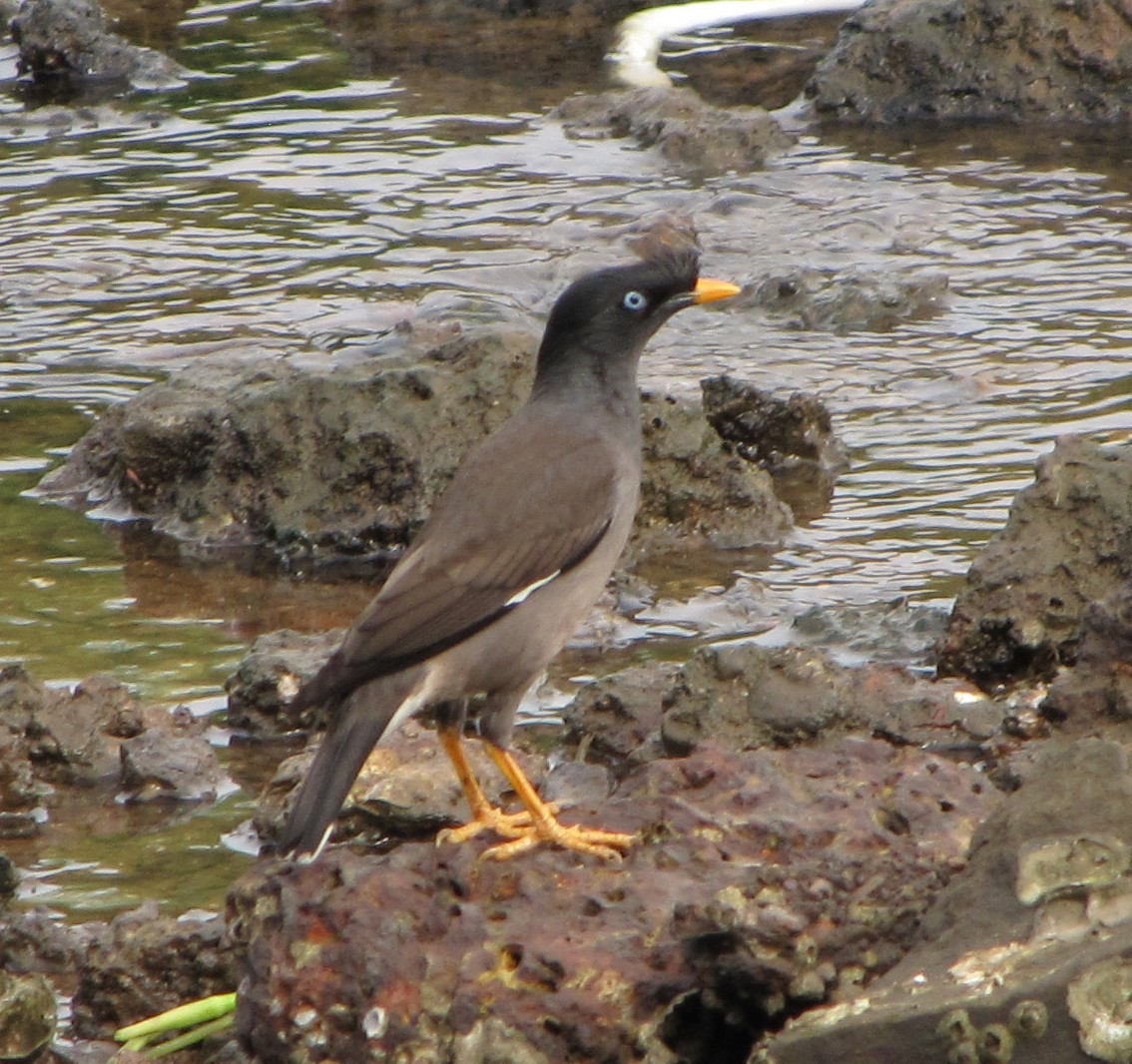 Jungle Myna - ML36208871