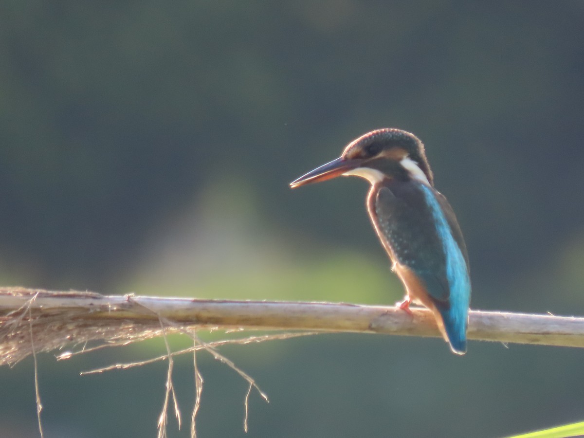 Common Kingfisher - ML362088711