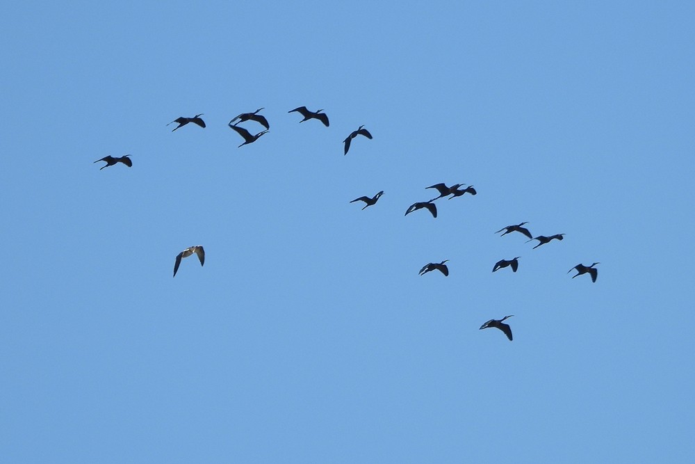 Glossy Ibis - Rui Jorge